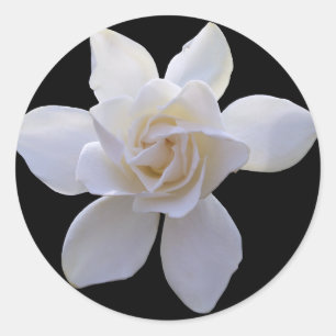 Stickers - Gardenia op zwart