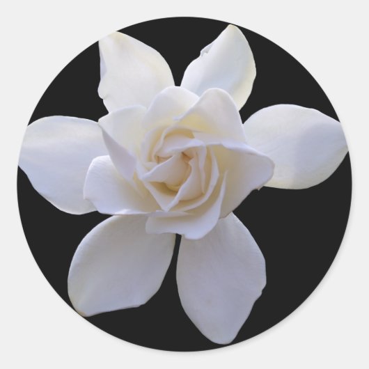 Stickers - Gardenia op zwart (Voorkant)