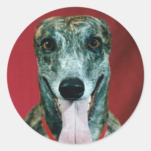 STICKERS Greyhound Sticker Brindle hondenliefhebbe (Voorkant)