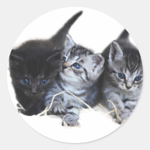 Stickers kattenliefhebbers