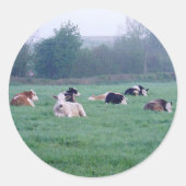 Stickers - Koeien - in kleur (Voorkant)