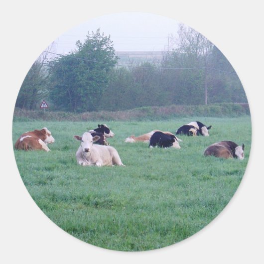 Stickers - Koeien - in kleur (Voorkant)
