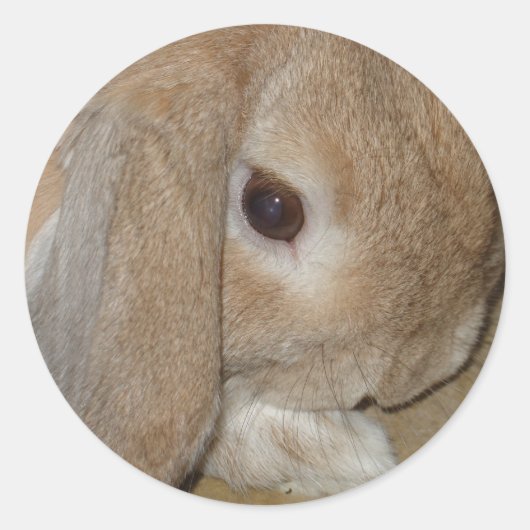 Stickers - Lop Eared Dwarf Rabbit (Voorkant)