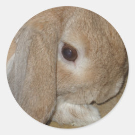 Stickers - Lop Eared Dwarf Rabbit