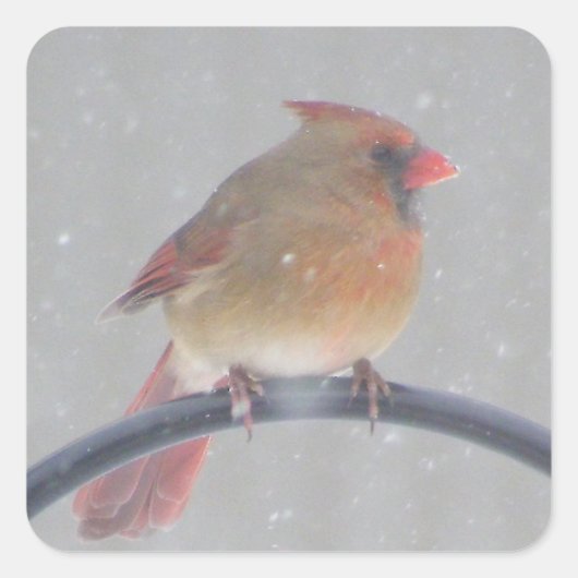 STICKERS MET KARDINAAL (Voorkant)