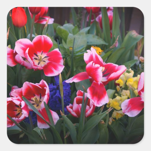 Stickers met rode en witte tulpen (Voorkant)