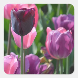 Stickers met roze en Paarse tulpen