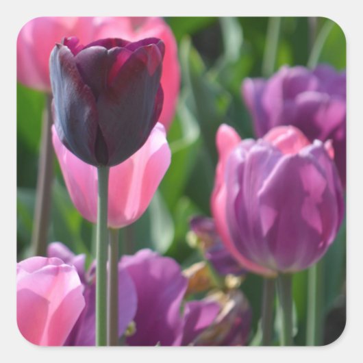 Stickers met roze en Paarse tulpen (Voorkant)