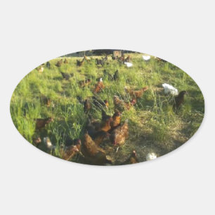 Stickers met vrije uitloop