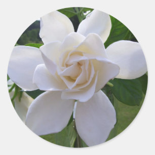 Stickers - Natuurlijk prachtige Gardenia