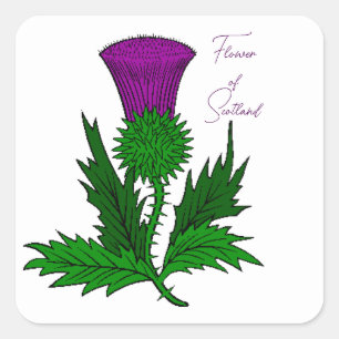Stickers op het Schotse Thistle Square