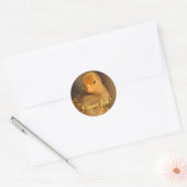 Stickers—Oranje Chick Ronde Sticker (Envelop)
