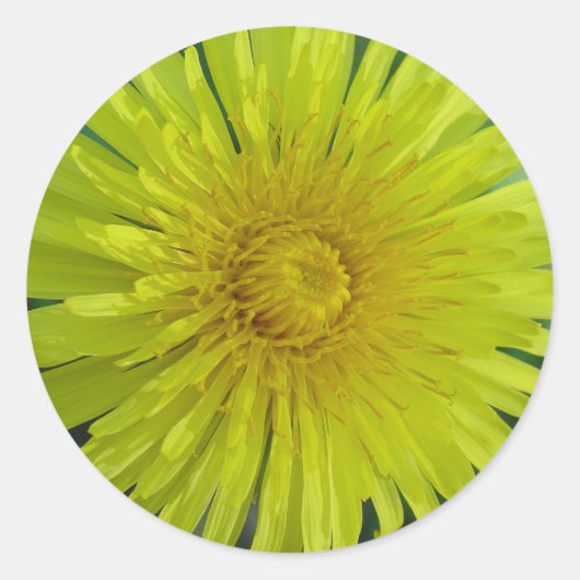 Stickers - Paardenbloem (Voorkant)