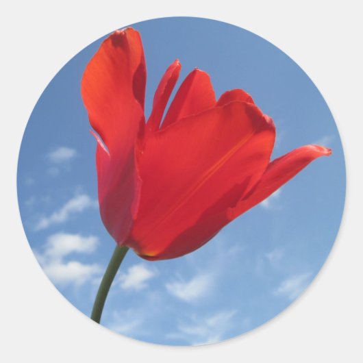 Stickers - Red Tulip Blue Sky (Voorkant)