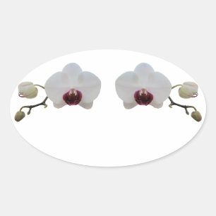 Stickers - Roodbaarse witte orchidee