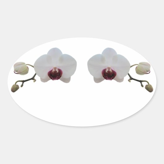 Stickers - Roodbaarse witte orchidee (Voorkant)