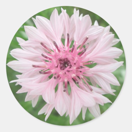 Stickers - Roze/roze vrijgezelle Button (Voorkant)