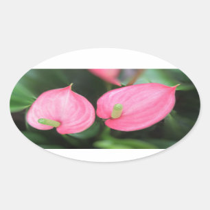 Stickers - Roze tweeling van het Anthurium