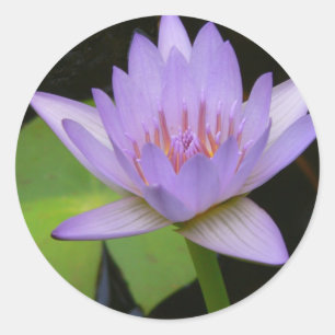 Stickers, Soft Lavender Water Lily Ronde Sticker