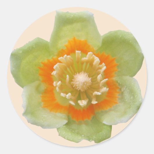 Stickers - Tulp Populip Tulp op Crème (Voorkant)
