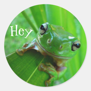 Stickers van boomkikker