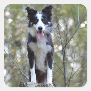 Stickers van de Hond van het Puppy van border