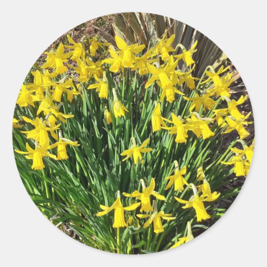 Stickers van de lente-gele affodils (Voorkant)