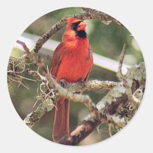 Stickers van de Ronde van de Mannelijke Rood