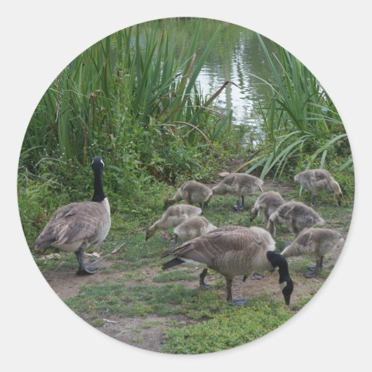 Stickers van ganzen en van goslings (Voorkant)