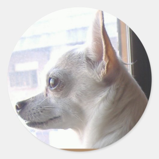Stickers van het gezichtsprofiel Chihuahua (Voorkant)