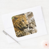 Stickers van luipaard (Envelop)