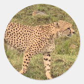 Stickers van luipaard (Voorkant)