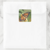 Stickers van Monarch Butterfly (Tas)