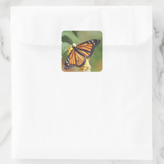Stickers van Monarch Butterfly (Tas)