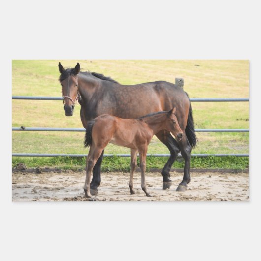 Stickers van paarden (Voorkant)