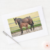 Stickers van paarden (Envelop)
