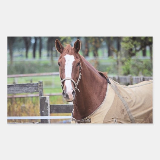 Stickers van paarden (Voorkant)