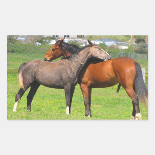 Stickers van paarden (Voorkant)