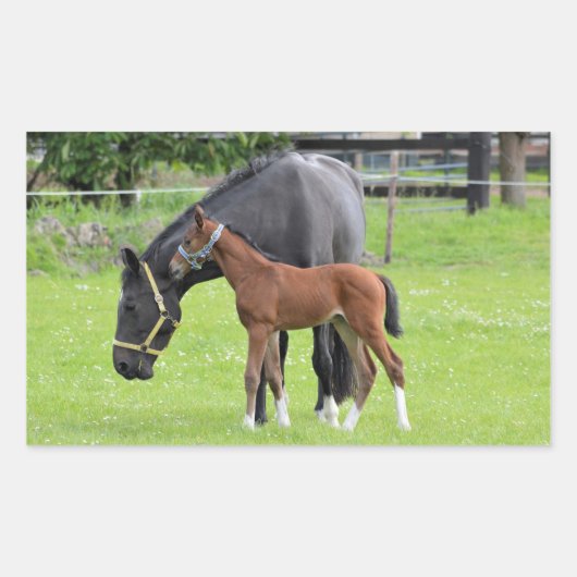 Stickers van paarden (Voorkant)