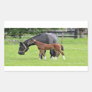 Stickers van paarden
