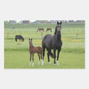 Stickers van paarden