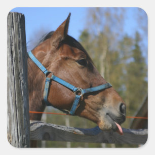Stickers van paarden