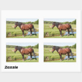 Stickers van paarden (Vel)