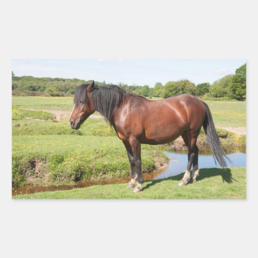 Stickers van paarden (Voorkant)