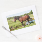 Stickers van paarden (Envelop)