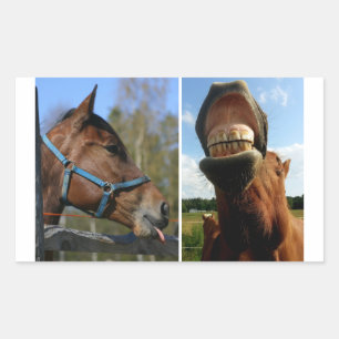 Stickers van paarden
