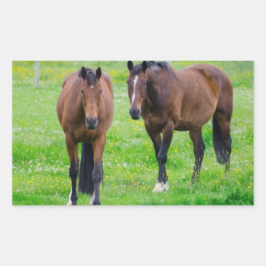 Stickers van paarden (Voorkant)