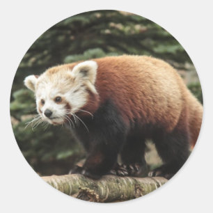 Stickers van Red Panda