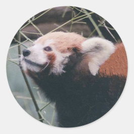 Stickers van Red Panda