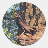 Stickers van staarten (Voorkant)